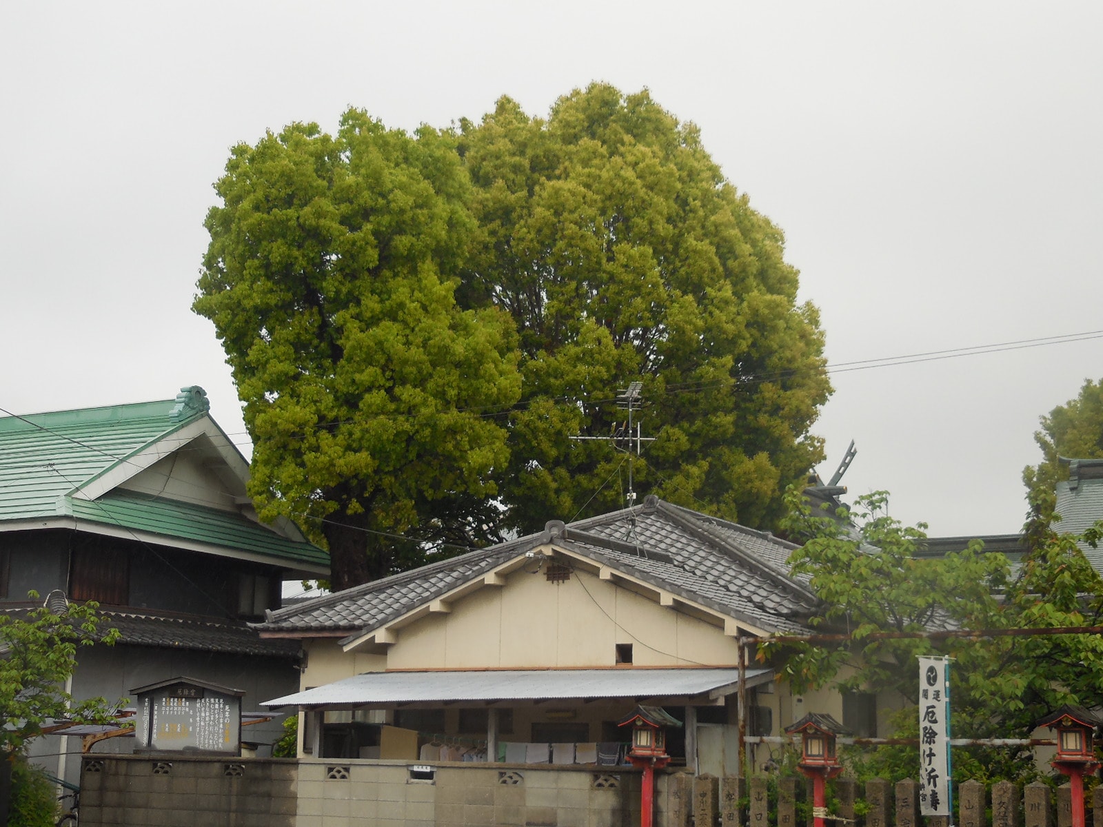 25mクスノキの特殊伐採 | 空師さんとの協力作業 松原市 - アーバン